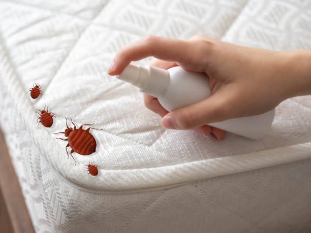 Best Mosquito Control Services  in Woodsville, NH