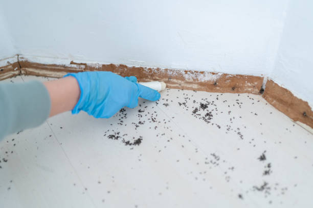Best Residential Pest Control  in Woodsville, NH